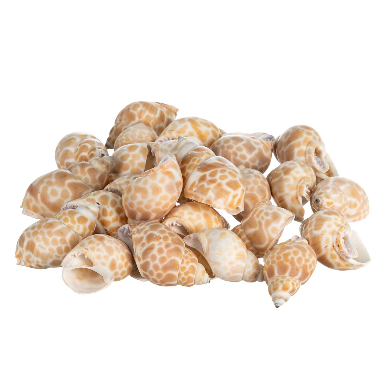 Hermit Crab Shells 1 1/2"- 2 1/4" Turbo Shells 24 Pack Babylonia Spirata Shells